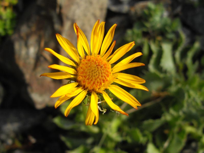 Haplopappus macrocephalus photo